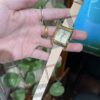 Dây Đồng Hồ Burberry Kẻ Sọc